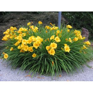 Ľaliovka (Hemerocallis) ´STELLA DE ORO´ kont. C1.5L